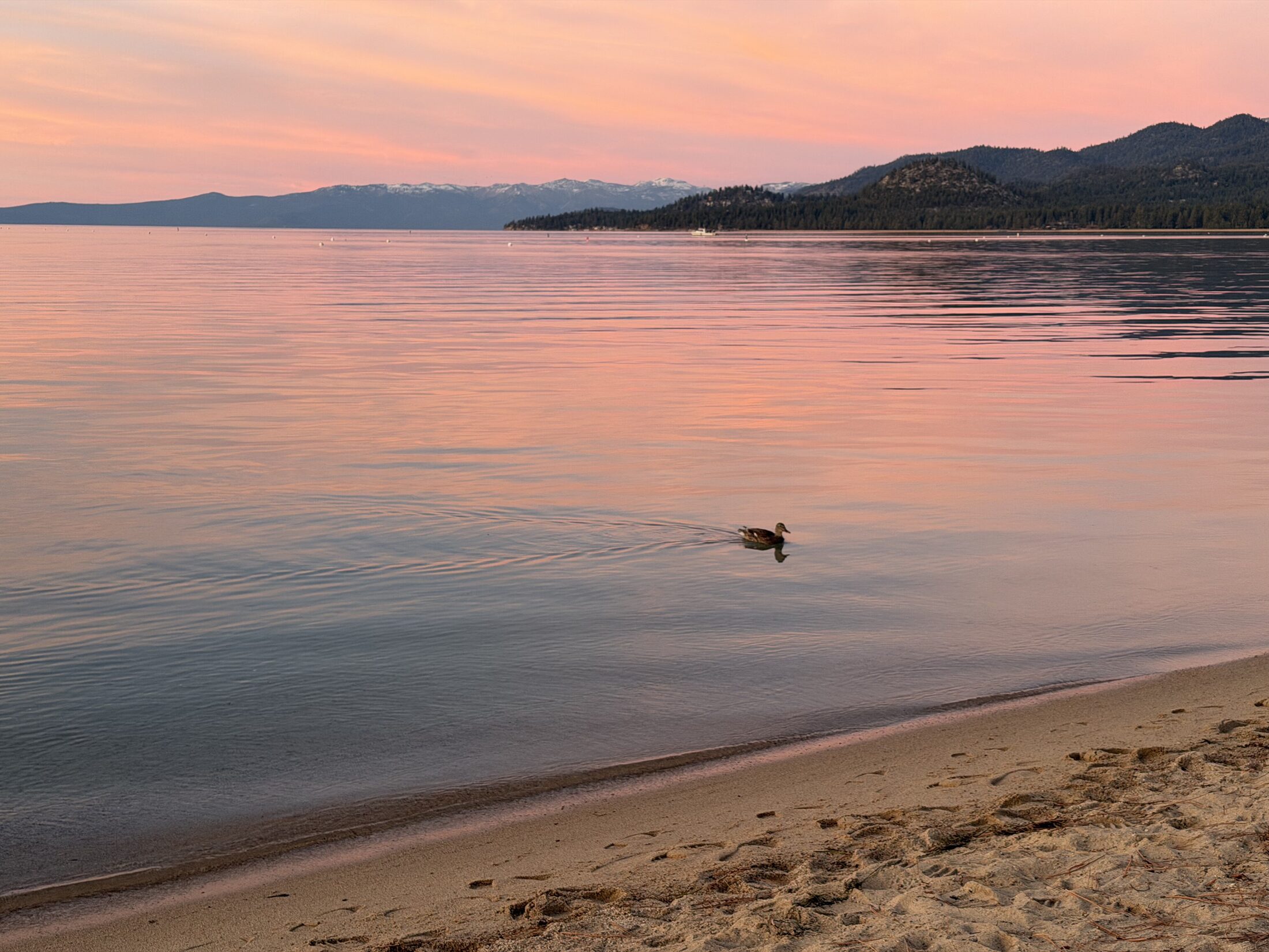 A duck swimming across Lake Tahoe at dusk